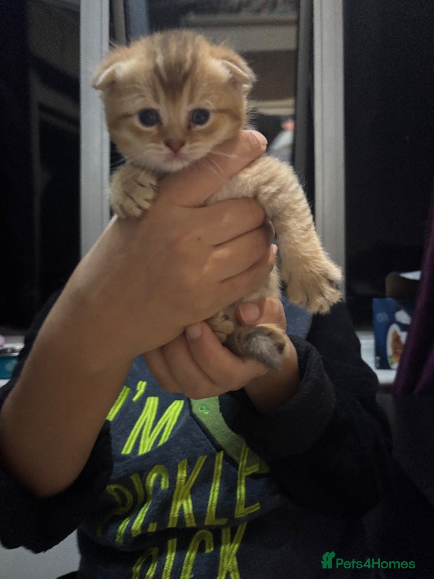 Scottish Fold cats Beautiful Scottish Fold Chinchilla Kitten  🐾💙 - Advert 1