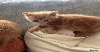 Mixed Breed cats - Advert 2