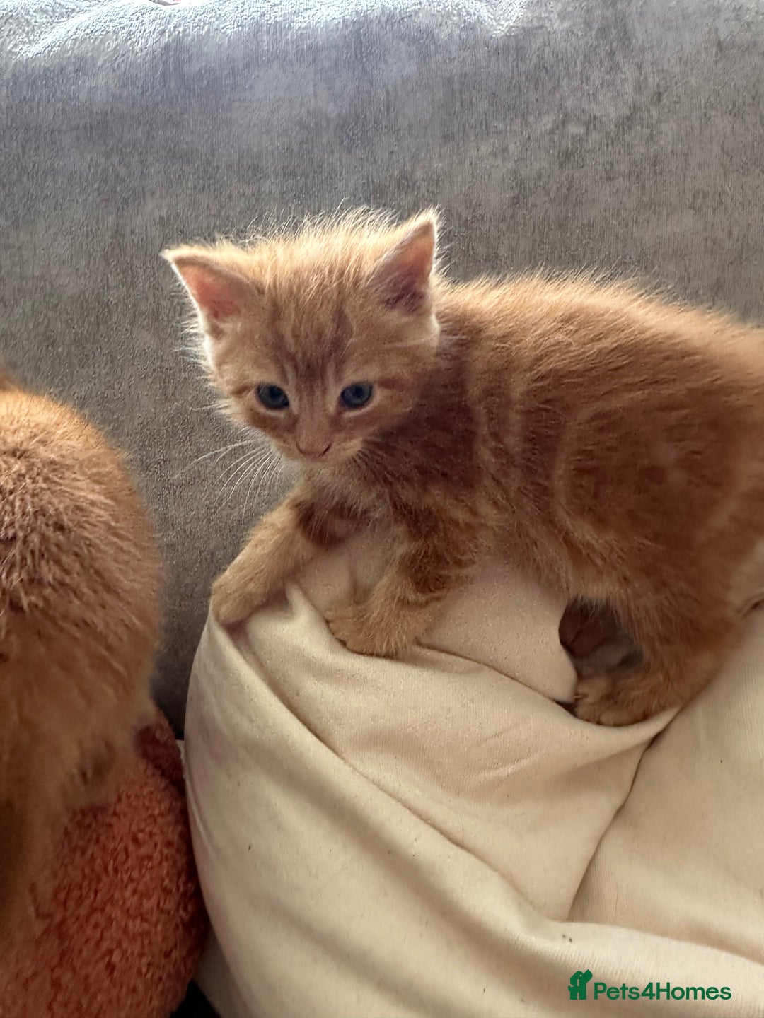 Mixed Breed cats for sale: Two ginger boys - Image 2