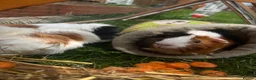 Guinea Pig rodents for sale: two female gunipigs including cage  - Advert 1