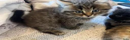 British Shorthair cats for sale: Adorable British Shorthair Kittens - Advert 6