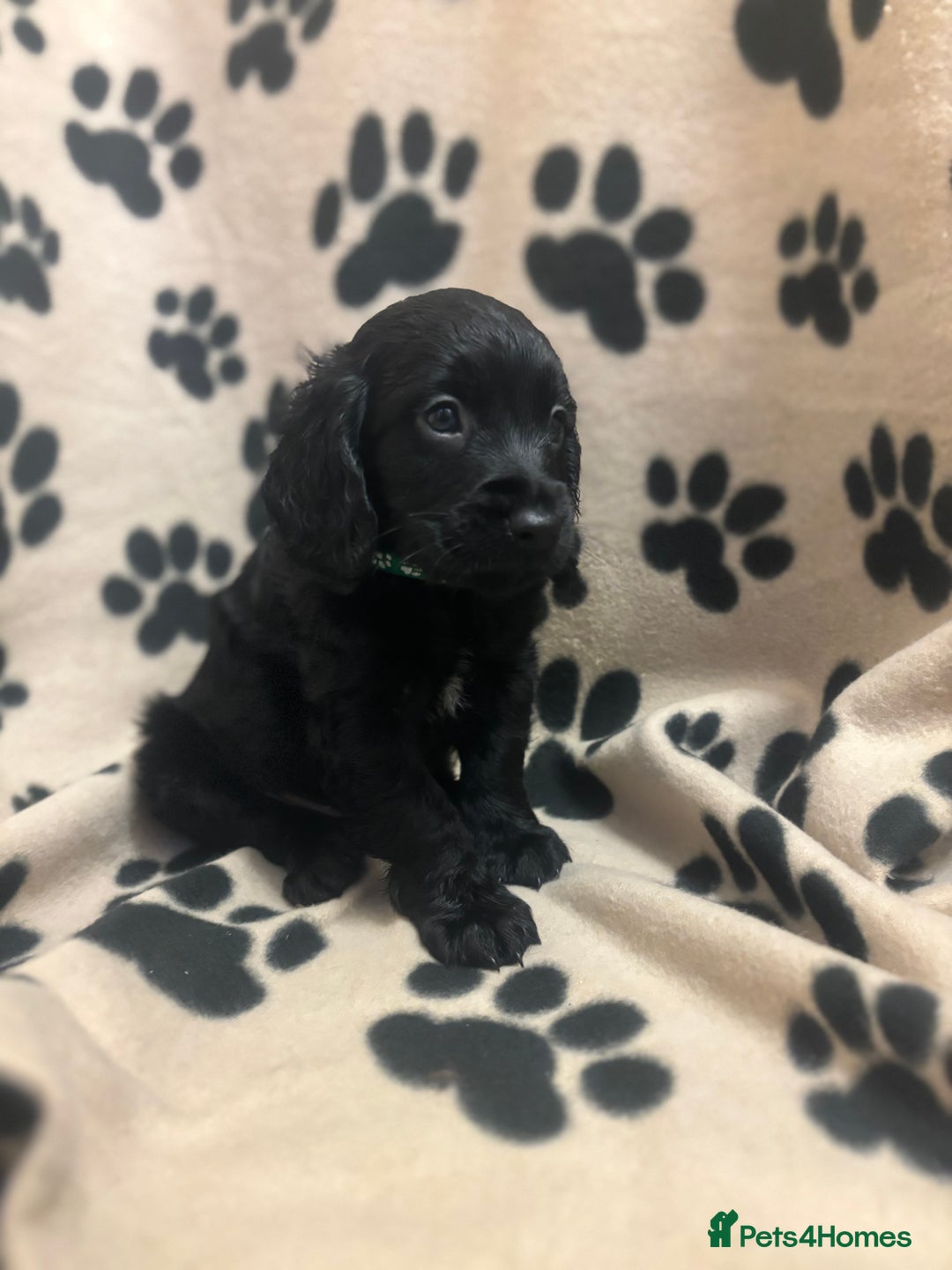 Cockapoo dogs for sale: F2 cockapoo puppies - Image 7