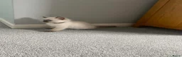 Ragdoll cats for sale: 🐾 GCCF Ragdoll Kittens🐾 READY TO LEAVE - Advert 10
