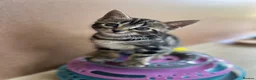 Bengal cats for sale: Playful, loving and exceptional pedigree kittens in Chipping Norton - Advert 9