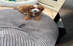 Cavapoo dogs for sale: Mr cavapoo F1B  - Image 1