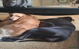 Mixed Breed dogs for sale: Canecorxer cross golden retriever  - Image 16