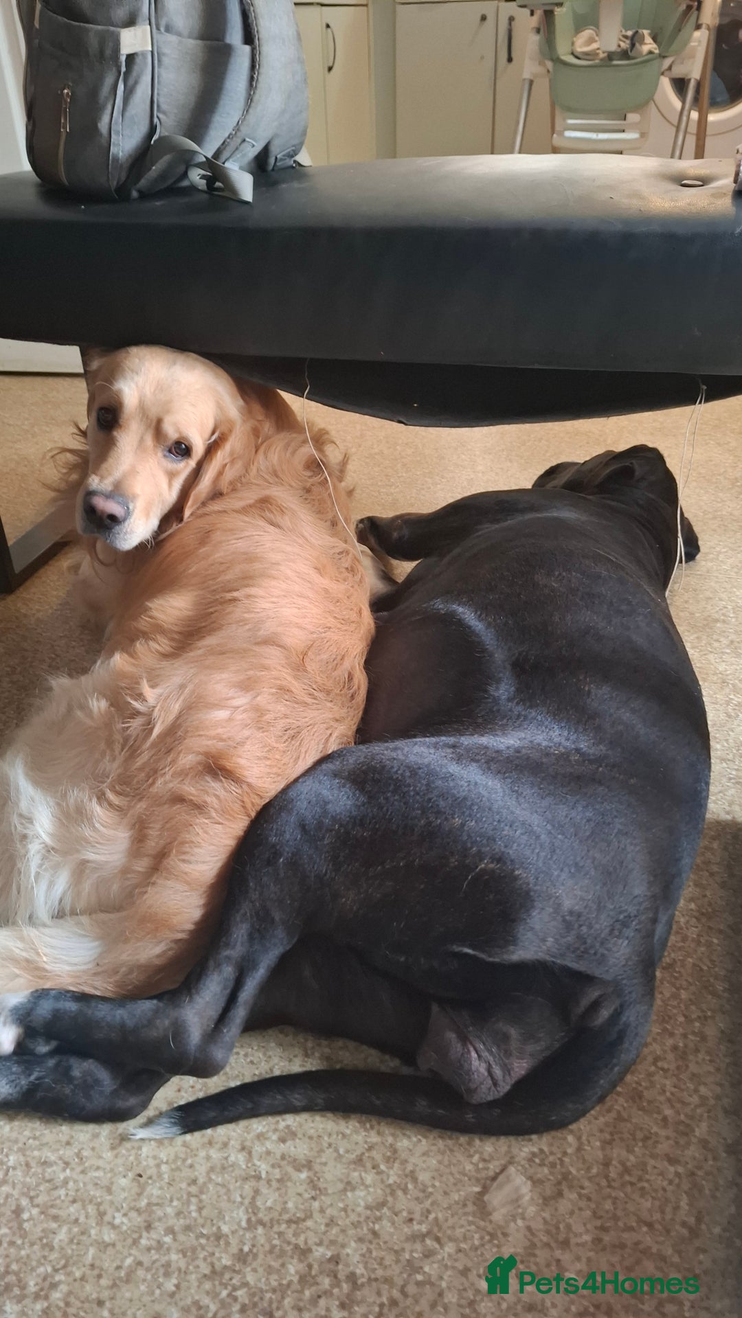 Mixed Breed dogs for sale: Canecorxer cross golden retriever  - Image 16