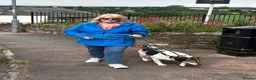 Mixed Breed dogs for adoption: MAPLE, 5yrs, 18kg,friendly,happy,confident,special in Ross-on-Wye - Advert 9
