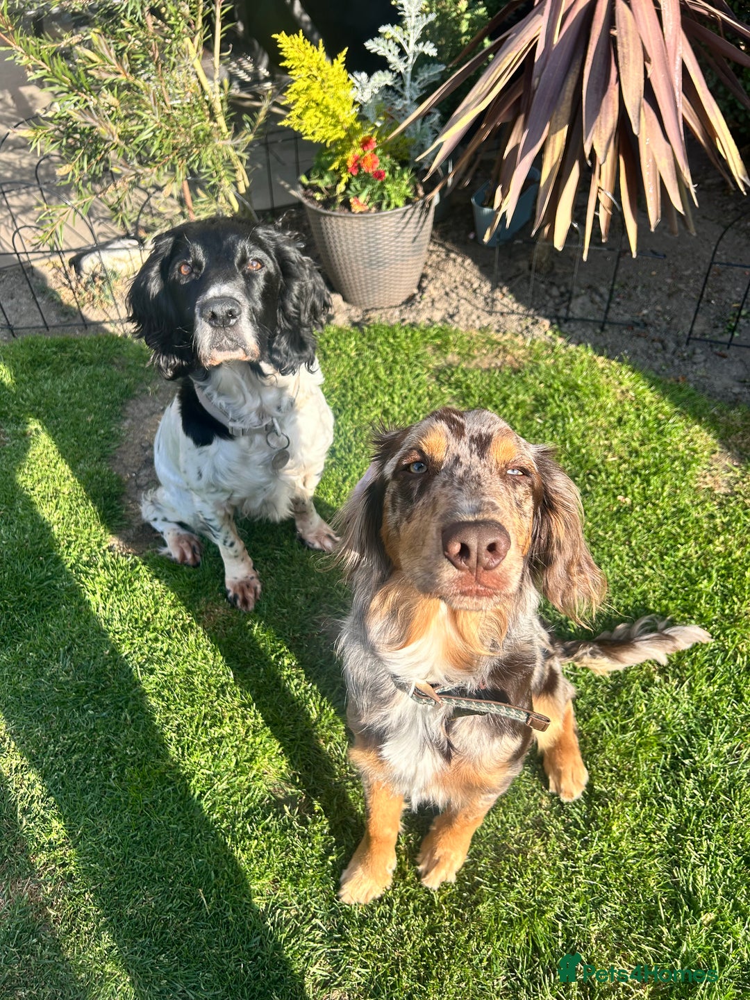 Sprollie dogs for sale: 6 Male Sprollies For Sale - Advert 14