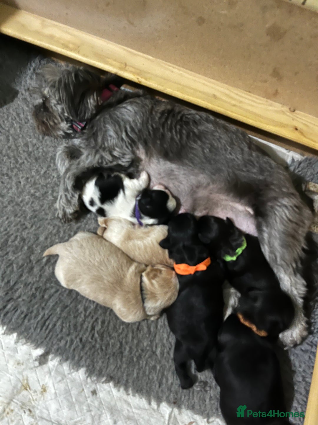 Shih Tzu dogs for sale: Shih Tzu Puppies (standard) - Image 1