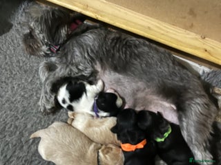 Shih Tzu dogs - Advert 5