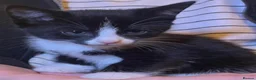 Mixed Breed cats for sale: Gorgeous playful kittens - Advert 15