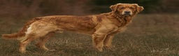 Golden Retriever dogs for stud: Dark golden retriever at stud  - Advert 7