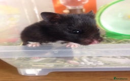 Hamster rodents for sale: Male Syrian Hamster (Black and White) - Image 3