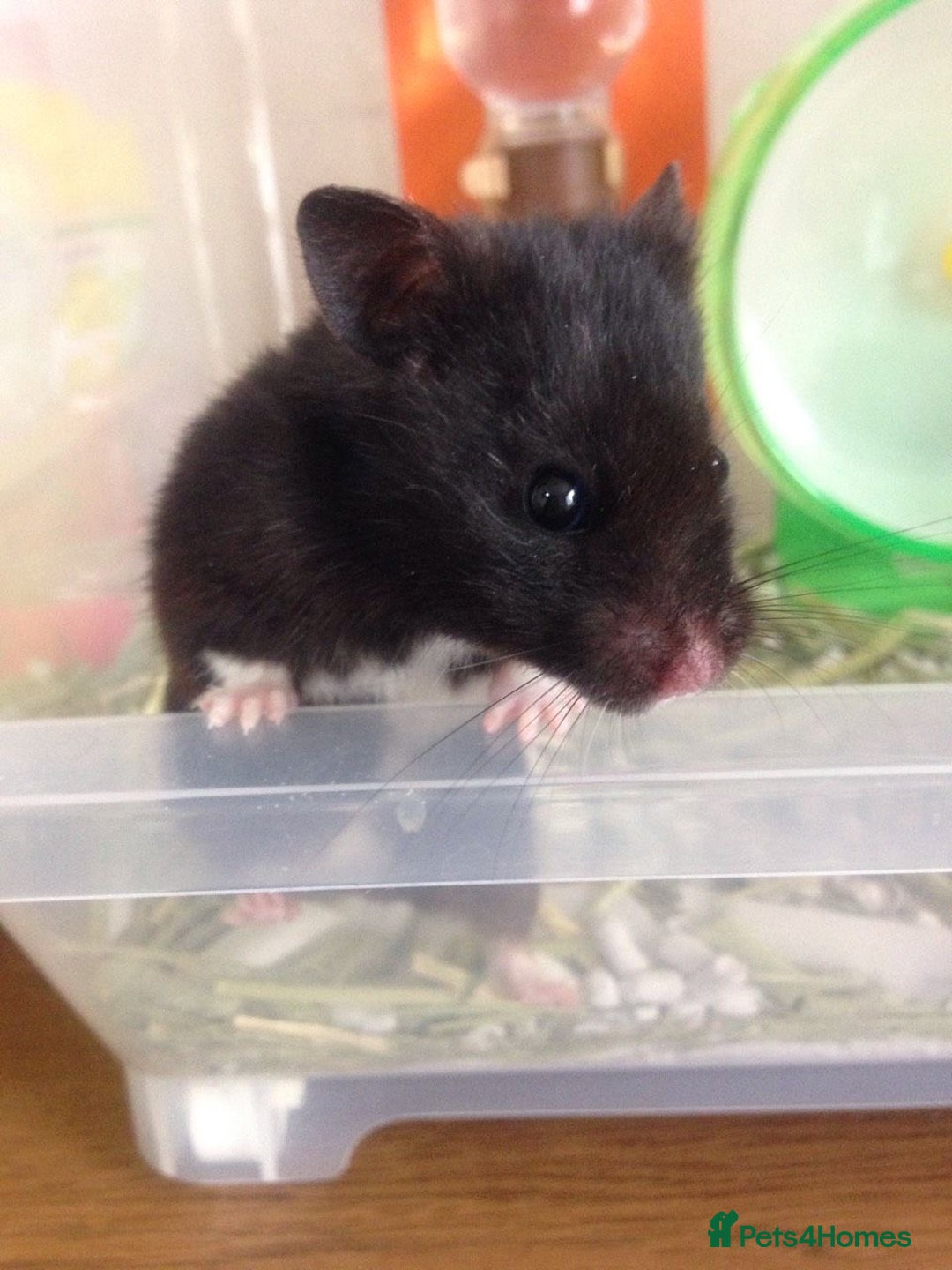 Hamster rodents for sale: Male Syrian Hamster (Black and White) - Image 3