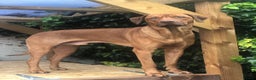 Rhodesian Ridgeback dogs for stud: Fully health tested proven KC stud  in Rotherham - Advert 6