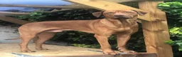 Rhodesian Ridgeback dogs for stud: Fully health tested proven KC stud  in Rotherham - Advert 6