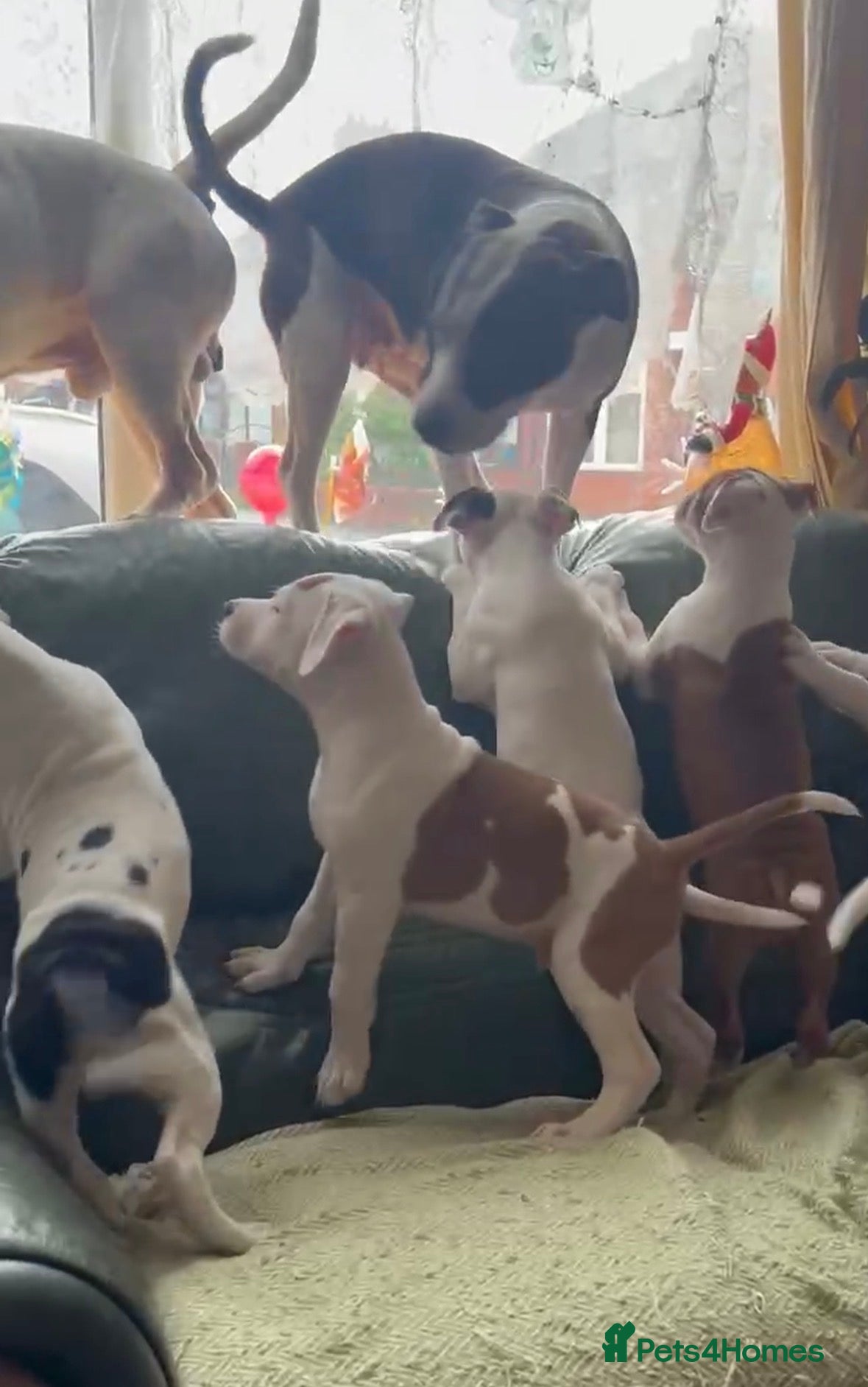 Staffordshire Bull Terrier dogs Staffordshire puppies  - Advert 12