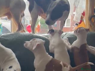 Staffordshire Bull Terrier dogs Staffordshire puppies - Advert 1