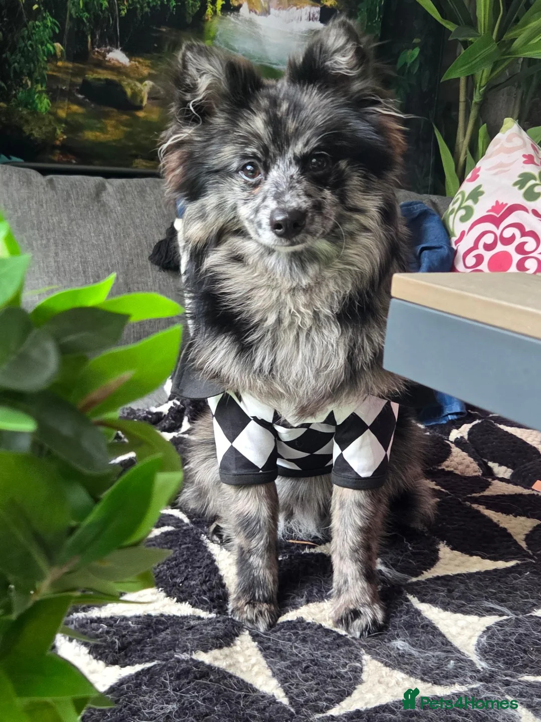 Pomeranian dogs for stud: NEXT GEN BLUE MERLE POM PUPS INCOMING - Advert 2