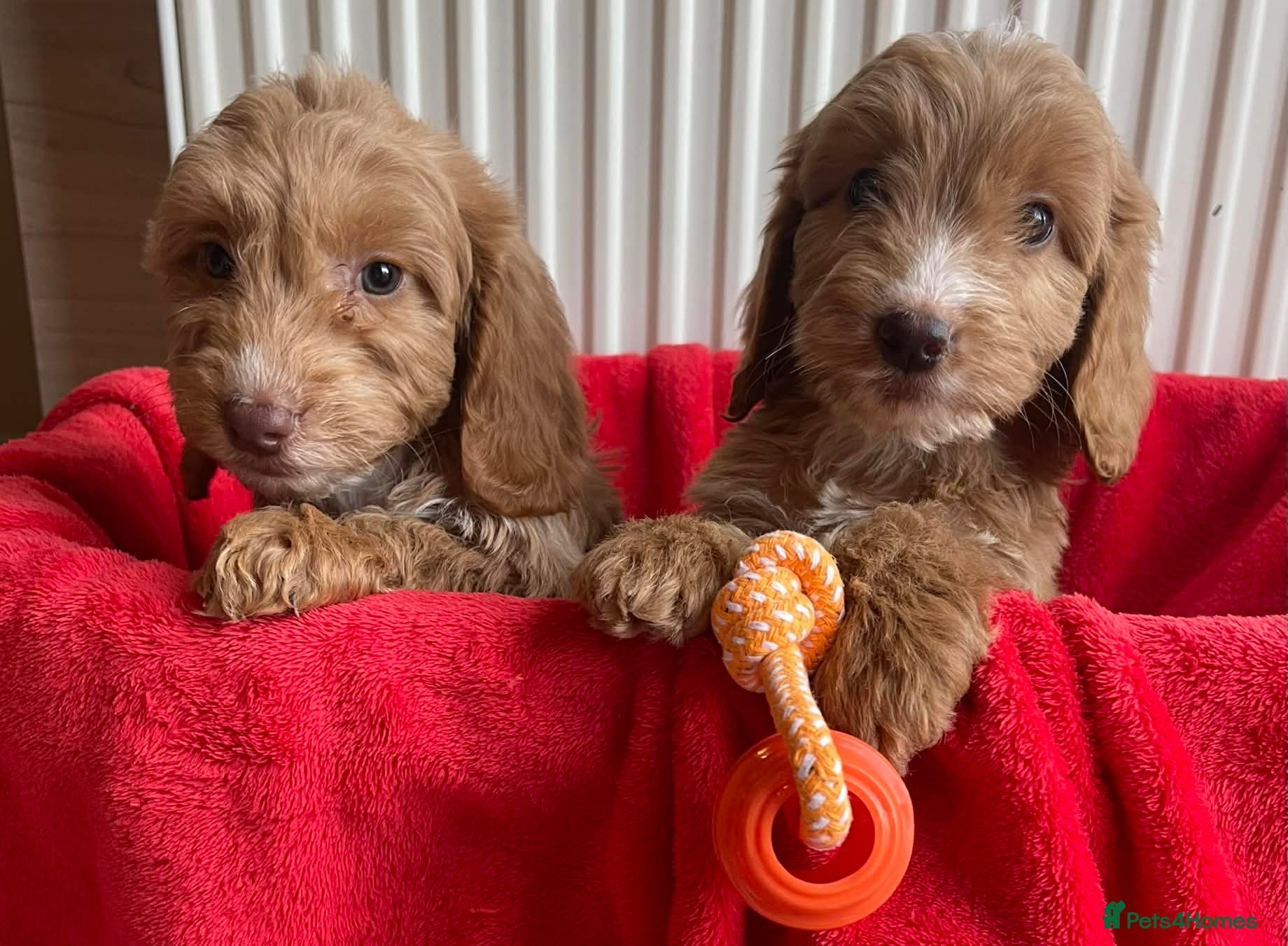 Cockapoo dogs Beautiful F1 cockerpoo pups NOW READY - Advert 1