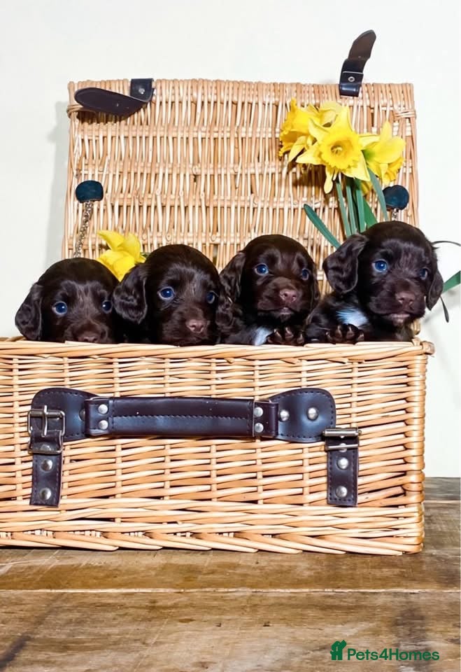 Cocker Spaniel dogs 2 Cocker Spaniel Dog pups - Advert 1