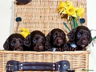 Cocker Spaniel dogs 2 Cocker Spaniel Dog pups - Advert 1