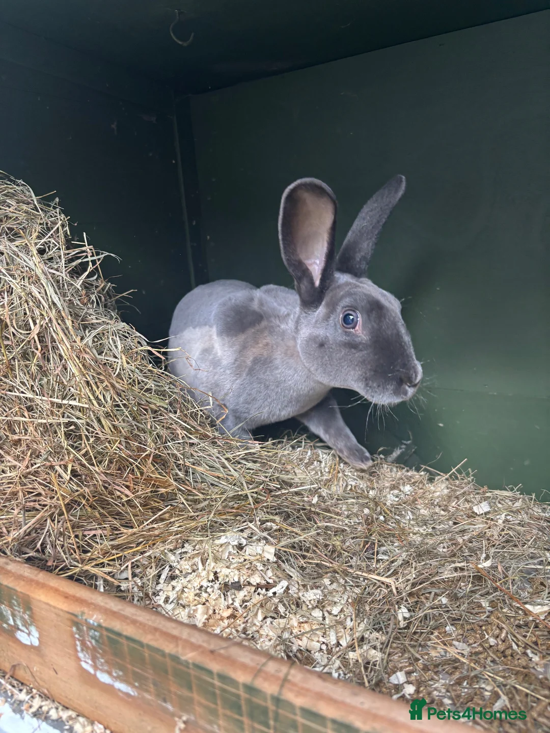 Rex rabbits for sale: Doe Smoke pearl Rex  - Advert 2
