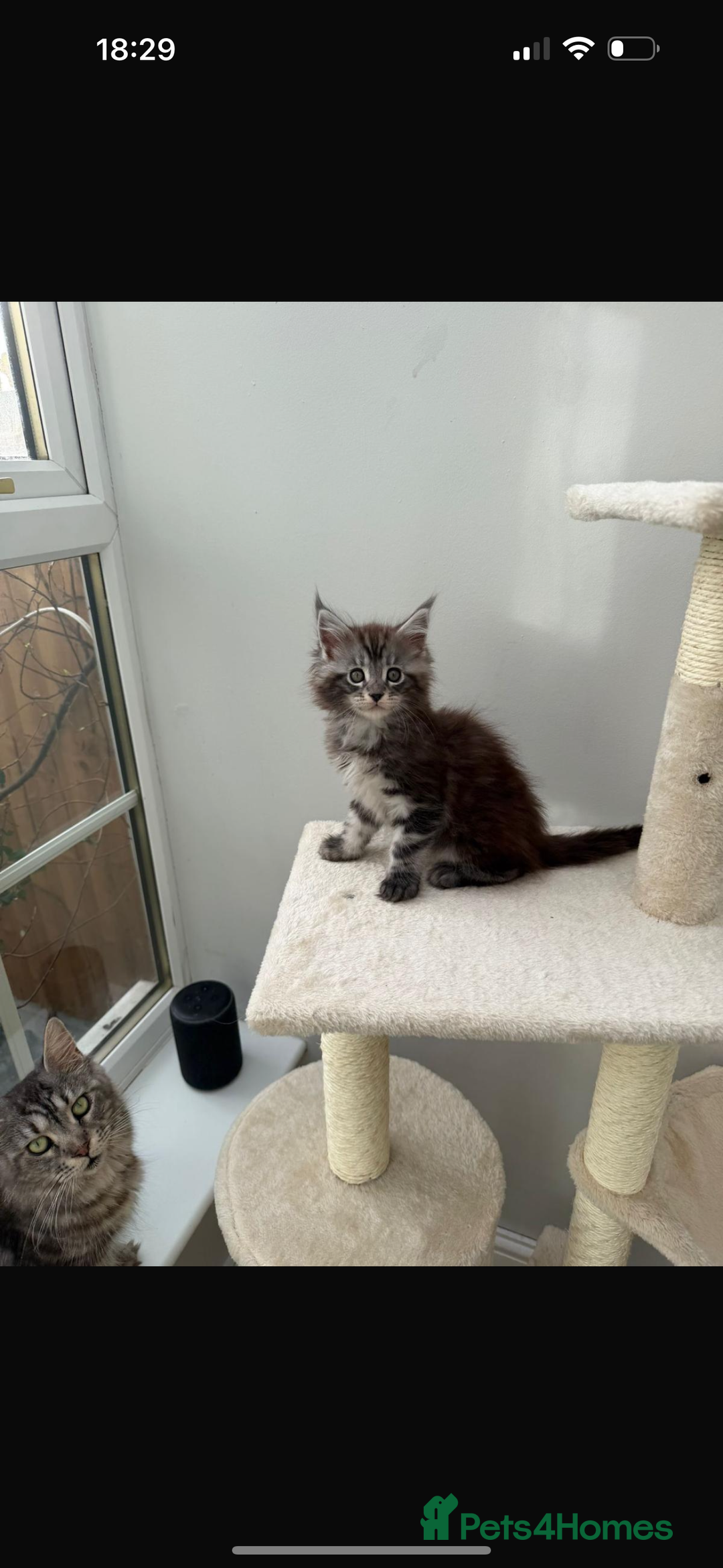 Maine Coon cats for sale: Beautiful boy kittens  - Advert 4