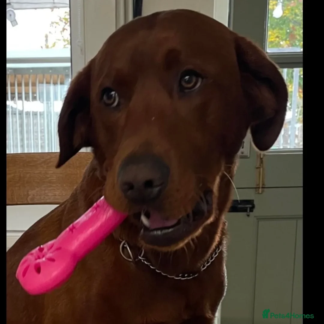 Labrador Retriever dogs for sale: 5*Licenced home breeder fox red lab working lines  - Image 5