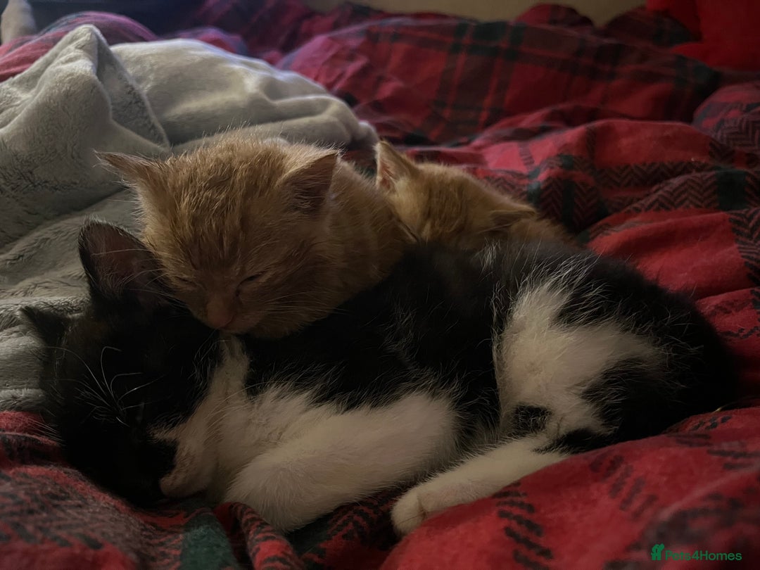 Mixed Breed cats for sale: Beautiful Kittens - Advert 3