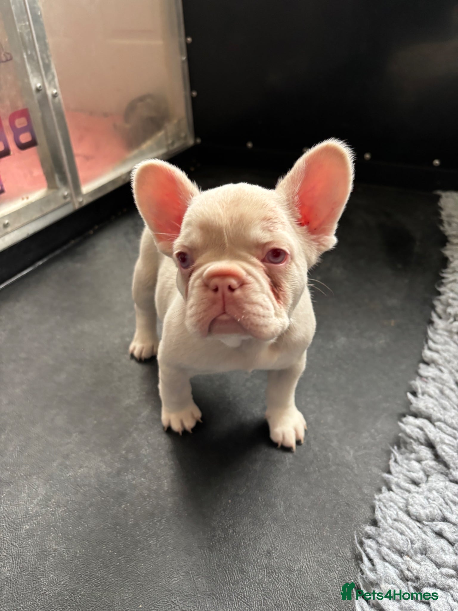French Bulldog dogs French Bulldog Puppies KC registered  - Advert 2