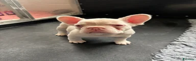 French Bulldog Puppy 3