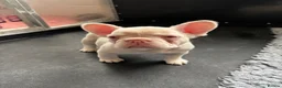 French Bulldog dogs for sale: French Bulldog Puppies KC registered  - Advert 17