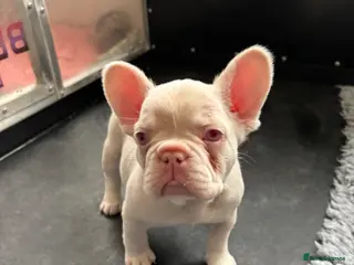 French Bulldog dogs French Bulldog Puppies KC registered - Advert 5