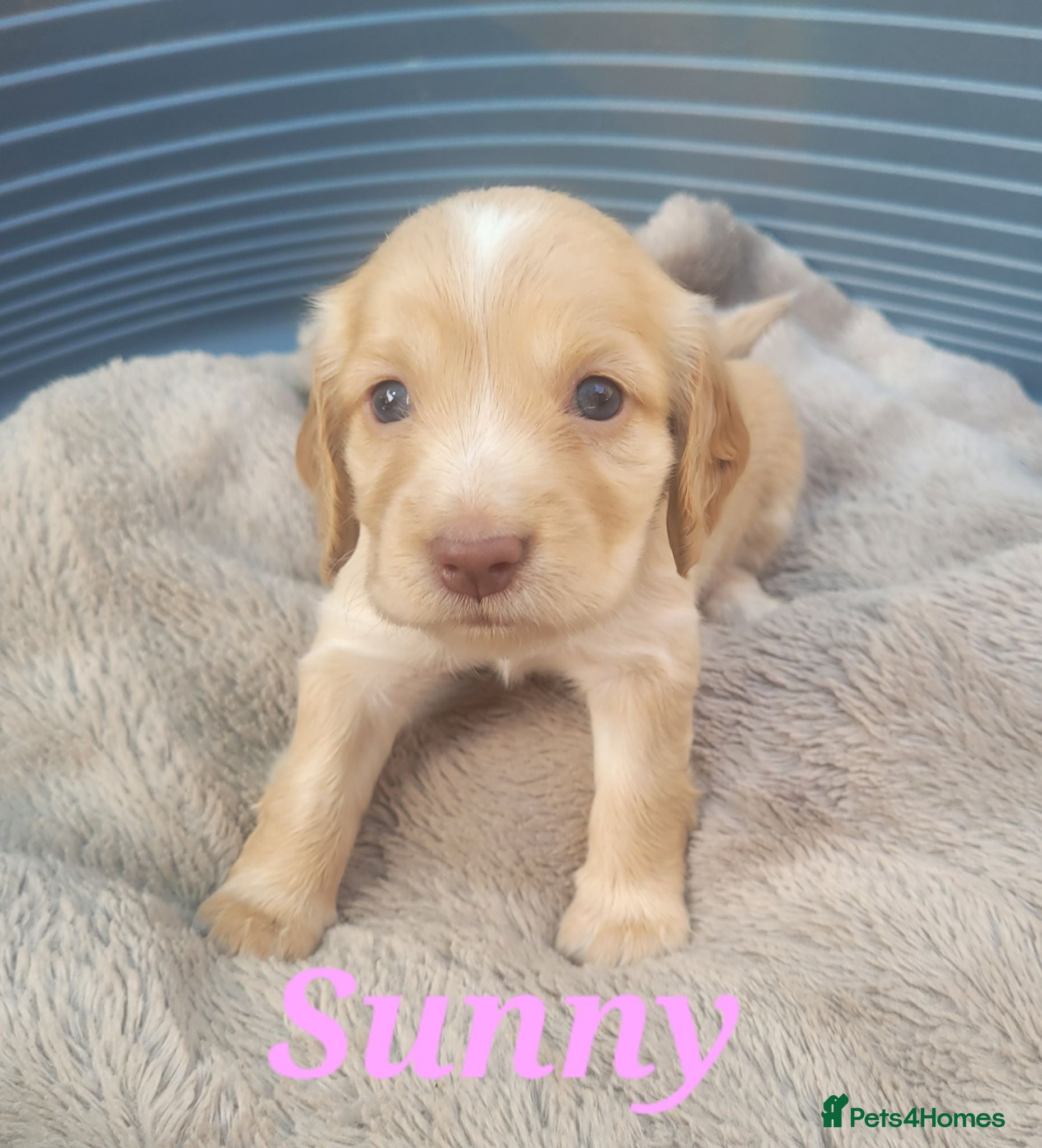 Cocker Spaniel dogs for sale: Beautiful golden working cocker spaniel puppies  - Advert 1