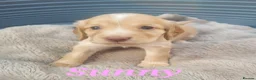 Cocker Spaniel dogs for sale: Beautiful golden working cocker spaniel puppies  - Advert 16