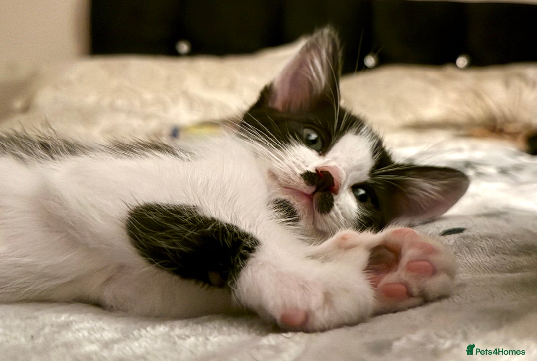 Mixed Breed cats for sale: Black and white male kitten - Advert 7