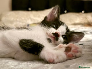 Mixed Breed cats Black and white male kitten - Advert 11