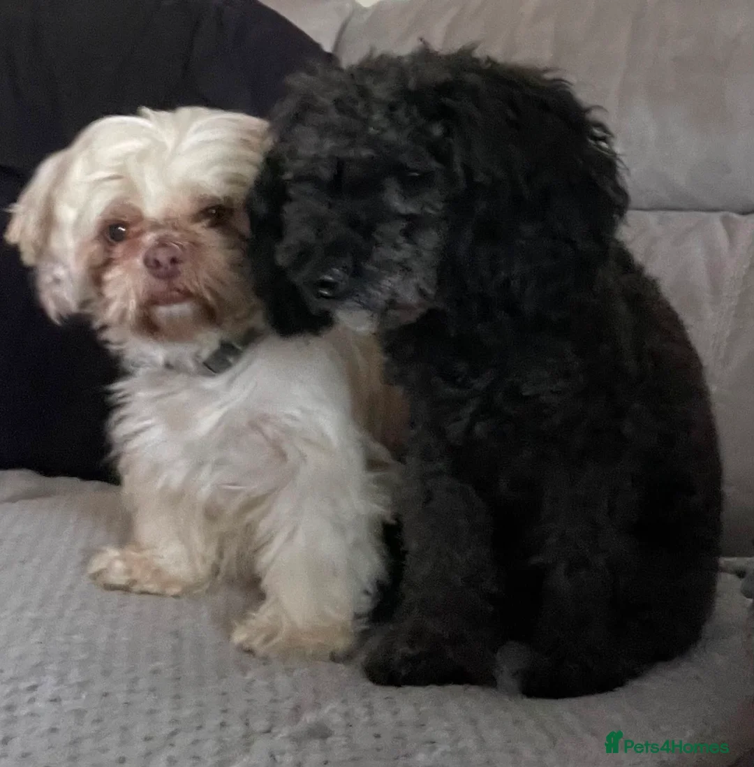 Shihpoo dogs for sale: Shihpoo puppy in Ramsgate - Advert 2