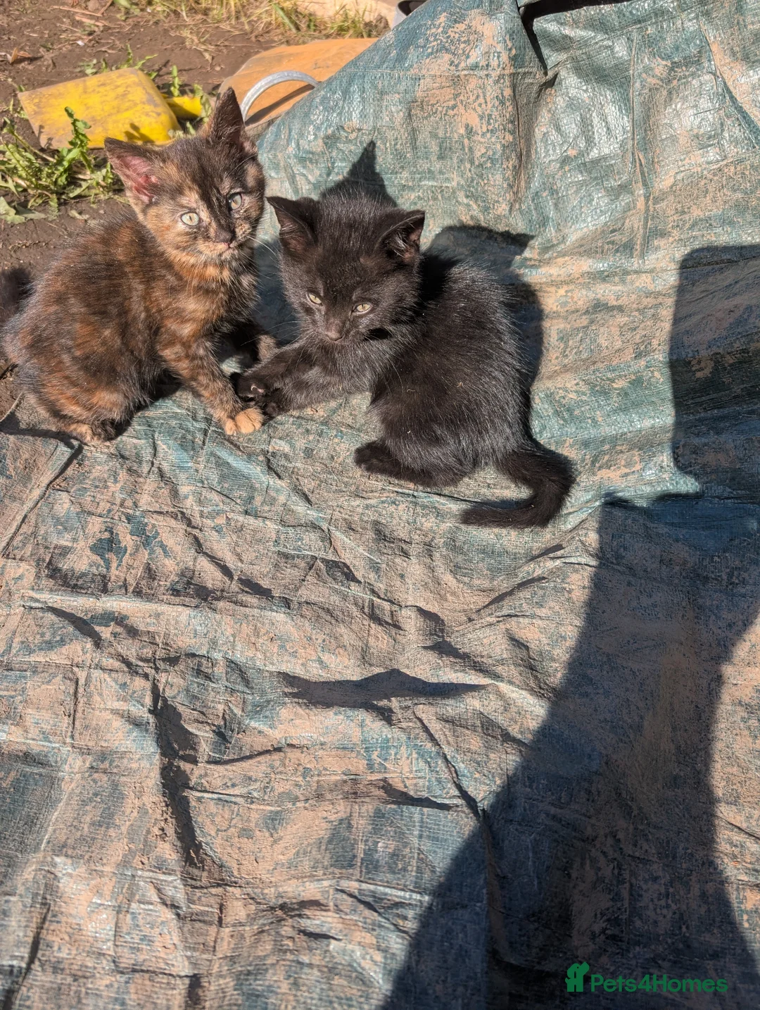 Mixed Breed cats for sale: 3 Kittens for Sale — Barnsley, South Yorkshire in Barnsley - Advert 2