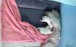 Maltese dogs for sale: Kc registered Maltese boys - Image 11
