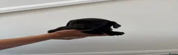 Labrador Retriever dogs for sale: Labrador puppies  in Newmarket - Advert 4