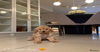 Australian Labradoodle dogs - Advert 13