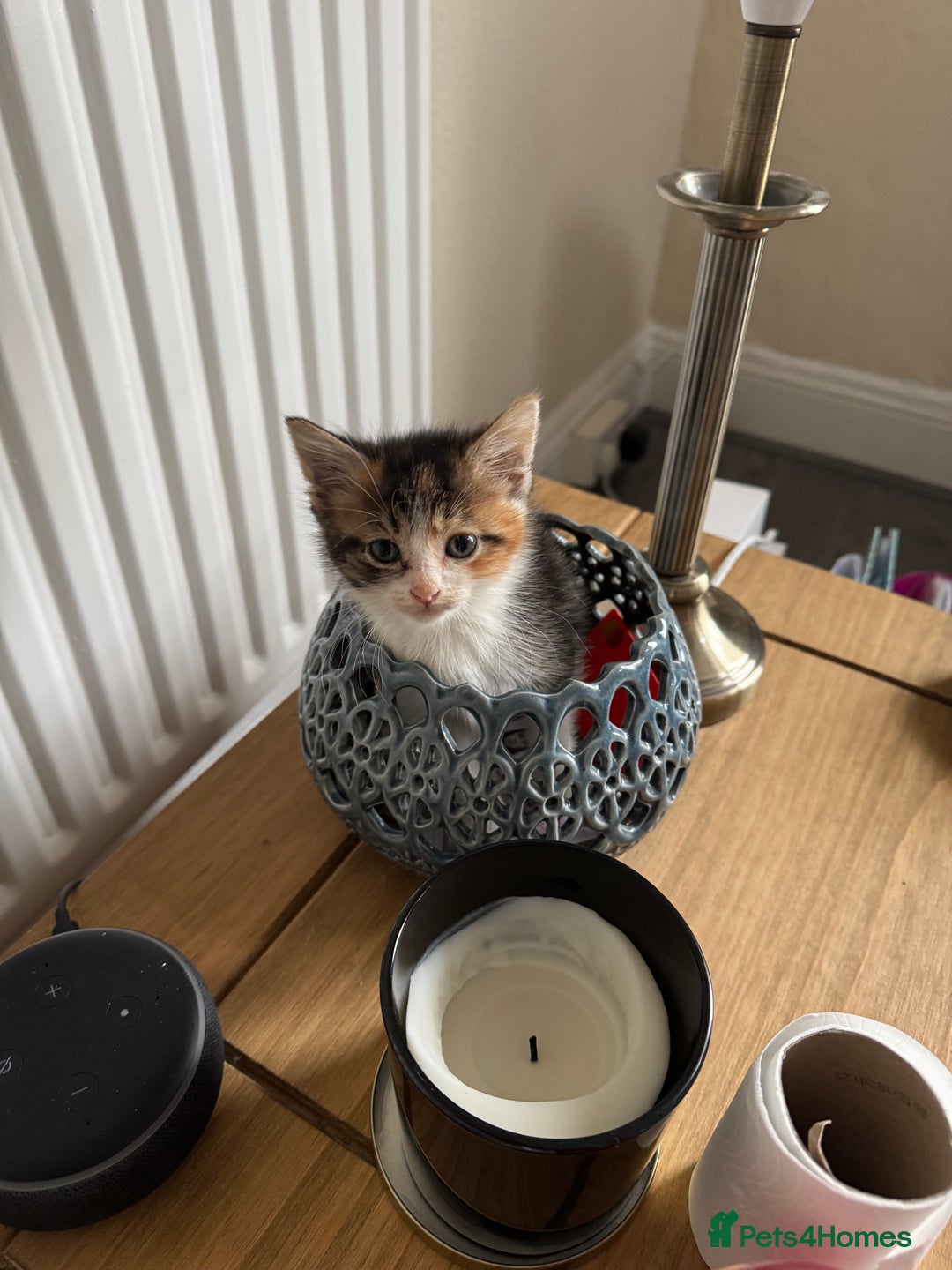 Domestic Shorthair cats for sale: Beautiful tabby female and accessories  - Image 5