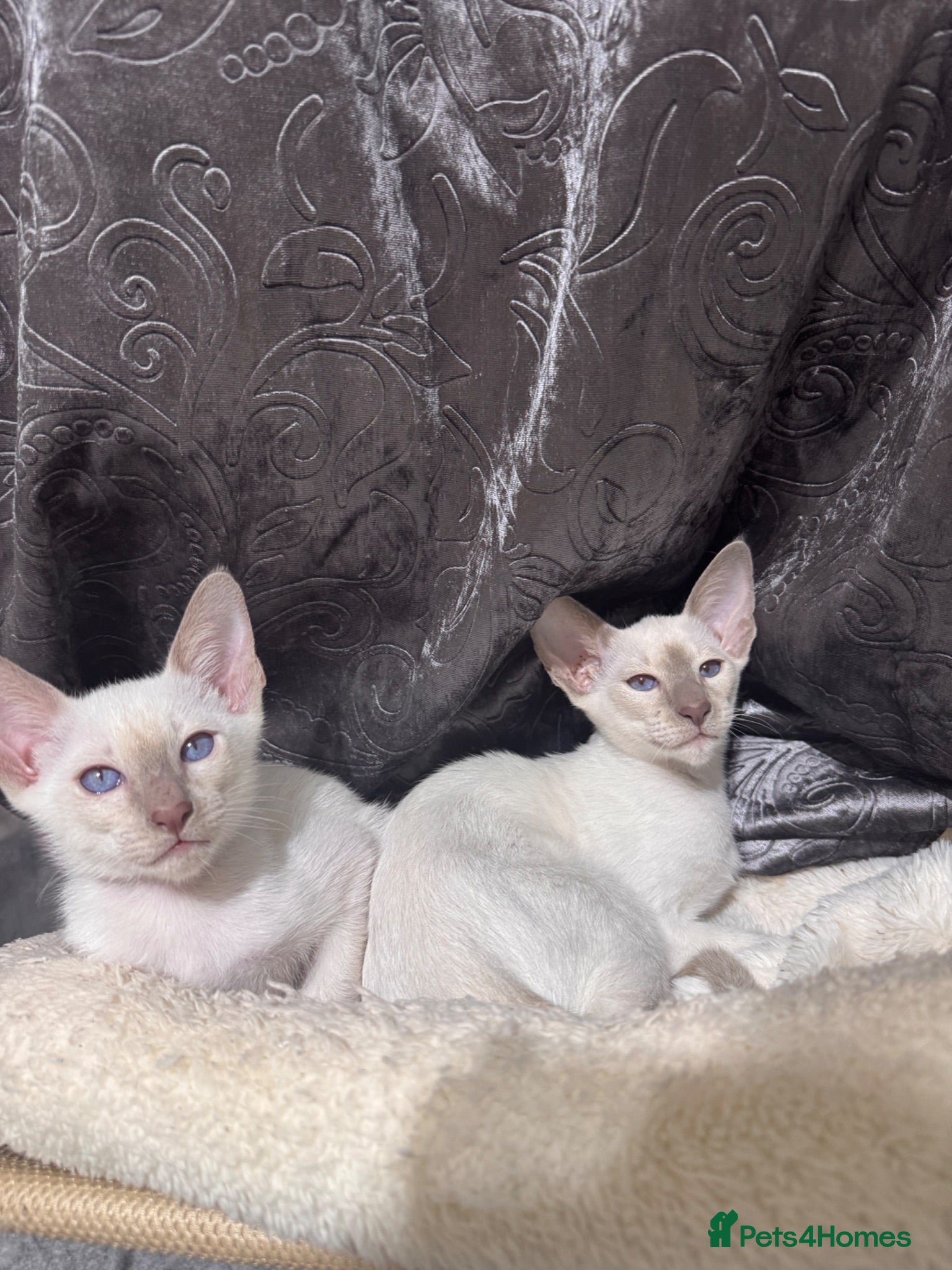 Siamese cats Ready now-2 cute lilac Siamese kittens available - Advert 4