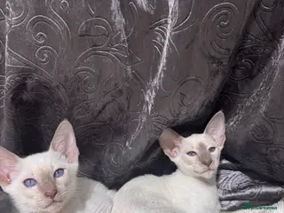 Siamese cats Ready now-2 cute lilac Siamese kittens available - Advert 4