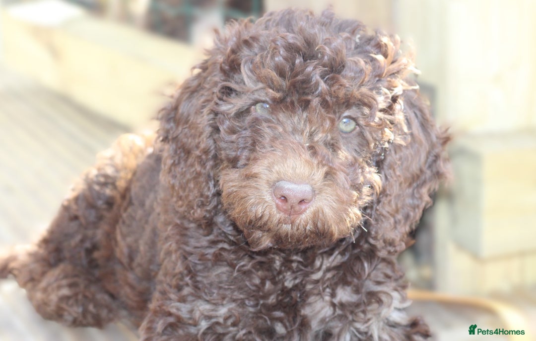 Australian Labradoodle dogs for sale: 🧡💚💙Last girl available, fully health test💙💚🧡 - Image 10