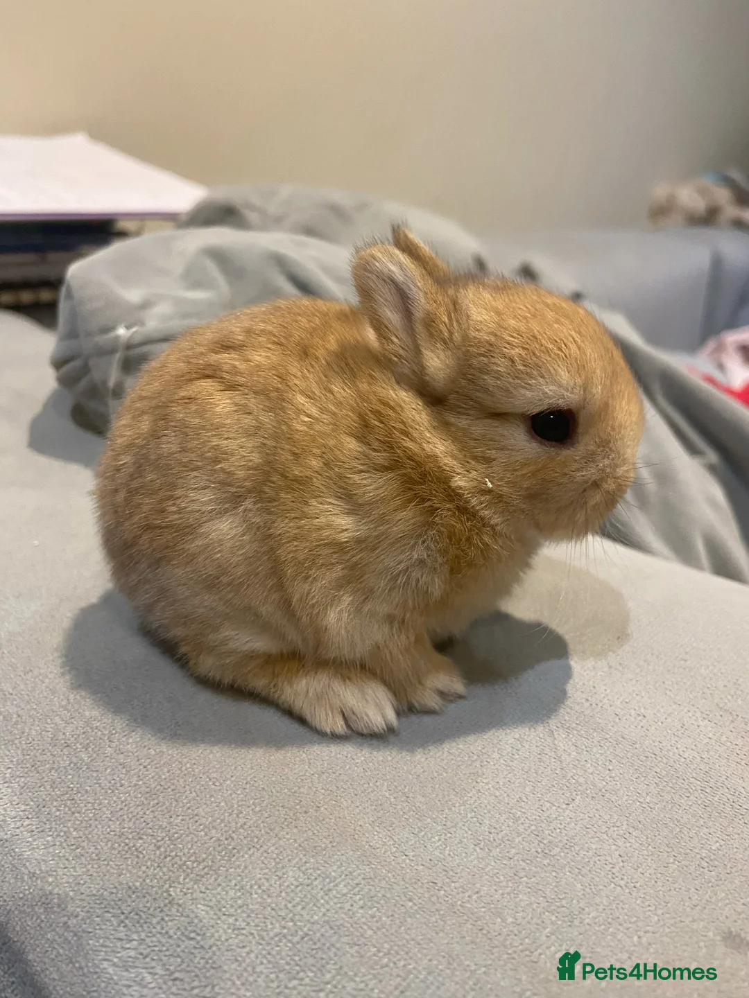Netherland Dwarf rabbits for sale: pure Netherlands Dwarfs Bunnies in Poole - Advert 2
