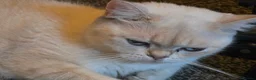 British Shorthair cats for sale: 2 year old colourpointed british shorthair female - Advert 2
